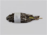 藏品(褐鷹鴞)的圖片